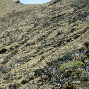 Guadalupe Island, outer islet