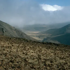 Guadalupe Island