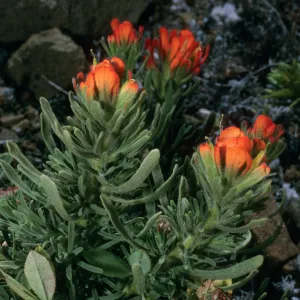 Guadalupe Island, Castilleja fruticosa, South mesa