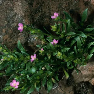 Guadalupe Island, Calandrinia, slopes above spring