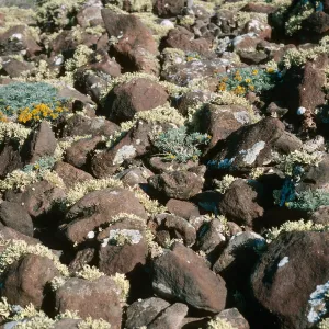 Guadalupe Island, Hemizonia palmeri, Lichens, South mesa