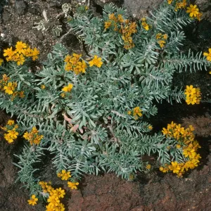Guadalupe Island, Hemizonia palmeri, South mesa
