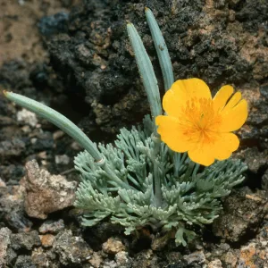 Guadalupe Island, Eschscholzia palmeri, South mesa, duplicate to RF Thorne
