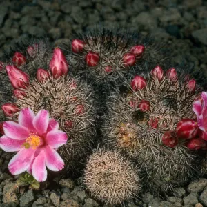 Guadalupe Island, Mammillaria, South mesa, duplicate to RF Thorne