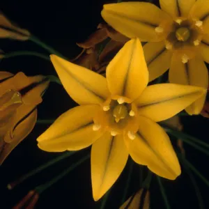 Guadalupe Island, Triteliea guadalupensis