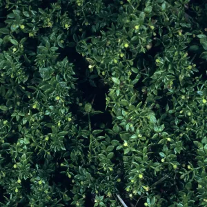 Galium californicum ssp. miguelense, Trail to Harris Point, San Miguel Island