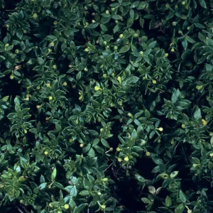 Galium californicum ssp. miguelense, Trail to Harris Point, San Miguel Island