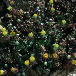 Malacothrix indecora, Just north of Mouth of Willows Canyon, San Miguel Island