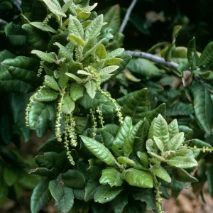 Quercus tomentella, SBBG