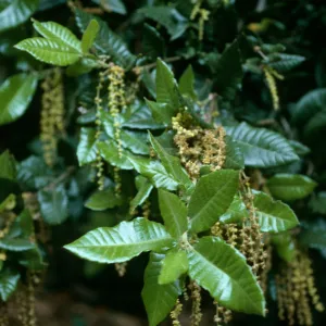 Quercus tomentella, SBBG