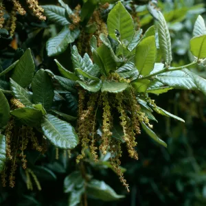 Quercus tomentella, SBBG