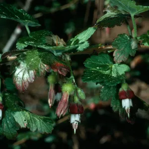 Ribes thacherianum, Island Section, SBBG