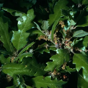 Quercus dumosa var. kinselae, SBBG