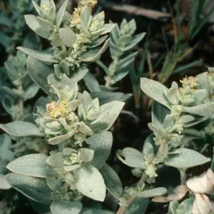 Atriplex leucophylla, UCSB Campus Beach