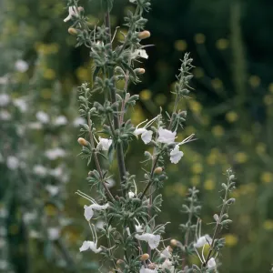 Salvia apiana (White Sage) , San Roque Canyon, Santa Barbara
