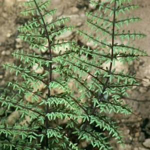 Pellaea mucronata, East Jesusita Trail, Santa Barbara