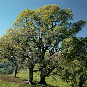 Quercus, Figueroa Mountain Road