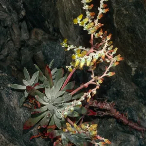 Dudleya caespitosa, Jade Cove, Monterey County