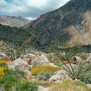 Encelia farinosa, Borrego Palm Canyon