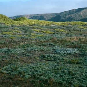 Ambrosia, Abronia, Christy Beach, Santa Cruz Island
