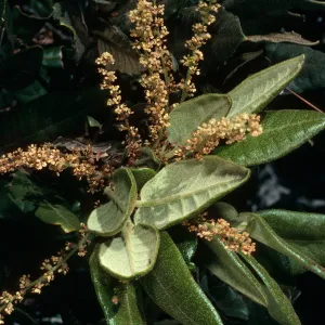 Quercus tomentella, Santa Cruz Island