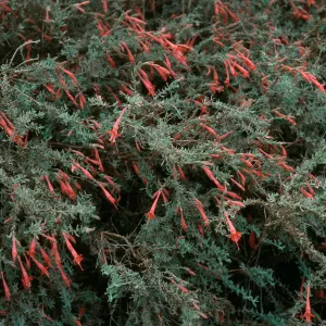 Zauschneria cana, South Ridge Road above Laguna Canyon, Santa Cruz Island