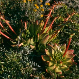 Dudleya candelabrum, Slopes near Christy Ranch, Santa Cruz Island