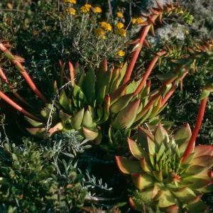 Dudleya candelabrum, Slopes near Christy Ranch, Santa Cruz Island