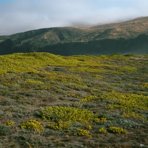 Abronia maritima, Christy Ranch, Santa Cruz Island