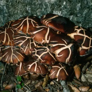 Fungus on Q. agrifolia, Cañada del Medio, Santa Cruz Island