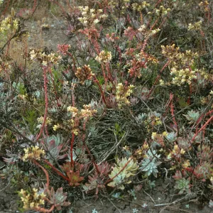 Dudleya greenei, San Miguel Peak, San Miguel Island