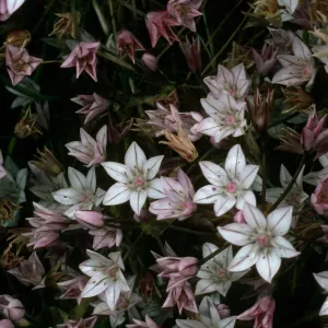 Allium praecox, Trail to Cardwell Point, San Miguel Island