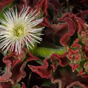 Mesembryanthemum crystallinum, Head of north fork of Graveyand Canyon, Santa Barbara Island