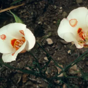 Calochortus venustus, Paradise Road by Snyder Trail
