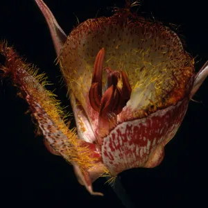 Calochortus weedii, Tunnel Road Trail, Santa Ynez Mountains