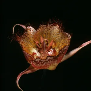 Calochortus Weedii, Tunnel Road Trail, Santa Ynez Mountains