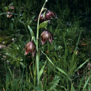 Fritillaria biflora, Burn at Lake Cachuma