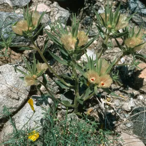 Mohavea confertiflora, Berdoo Canyon Road, Joshua Tree National Park