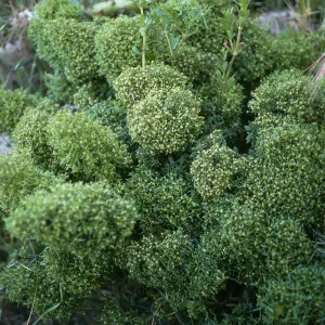 Galium catalinense ssp. acrispum, SCI-230, Δ Jack, San Clemente Island