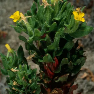Camissonia guadalupensis ssp. clementina, Northwest dunes, San Clemente Island