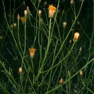 Bebbia juncea, Darwin Falls, Panamint Valley
