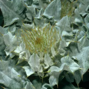 Cirsium rhothophilum, Dunes north of Point Concerption