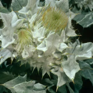 Cirsium rhothophilum, Dunes north of Point Concerption
