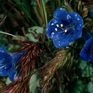 Phacelia campanularia, Providence Mountains