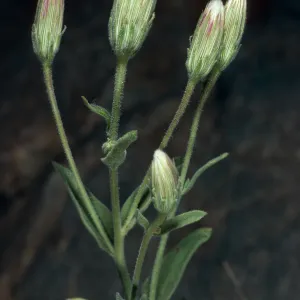Brickellia oblongifolia var. linifolia, Saline Valley Road, Eureka Valley