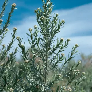 Pluchea sericea, Saline Valley