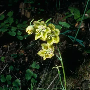 Fritillaria ojaiensis, Nineteen Oaks Trail