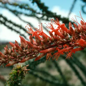 Fouquieria splendens, Anza Borrego