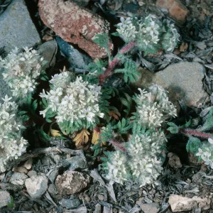 Ipomopsis congesta, South of Schulman Grove, White Mountains
