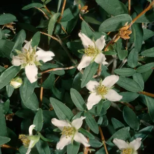 Philadelphus microphyllus, Wyman Canyon, White Mountains